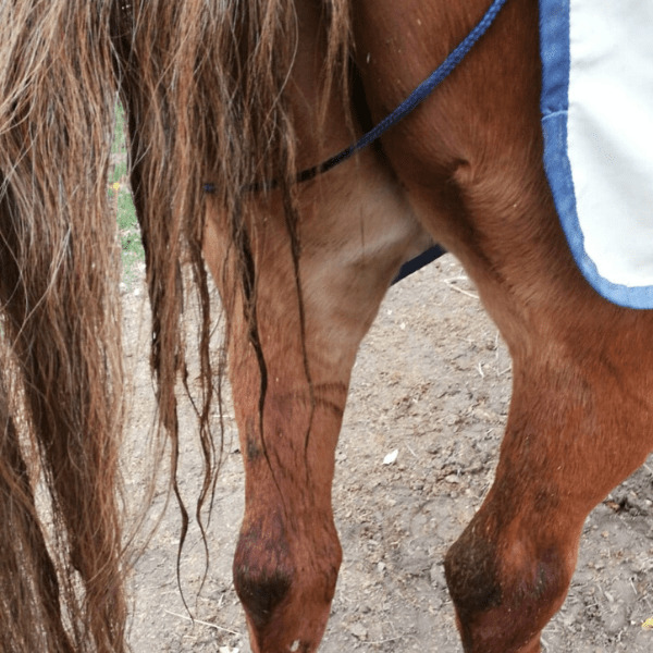 Kotwasser-pferd-schweif
