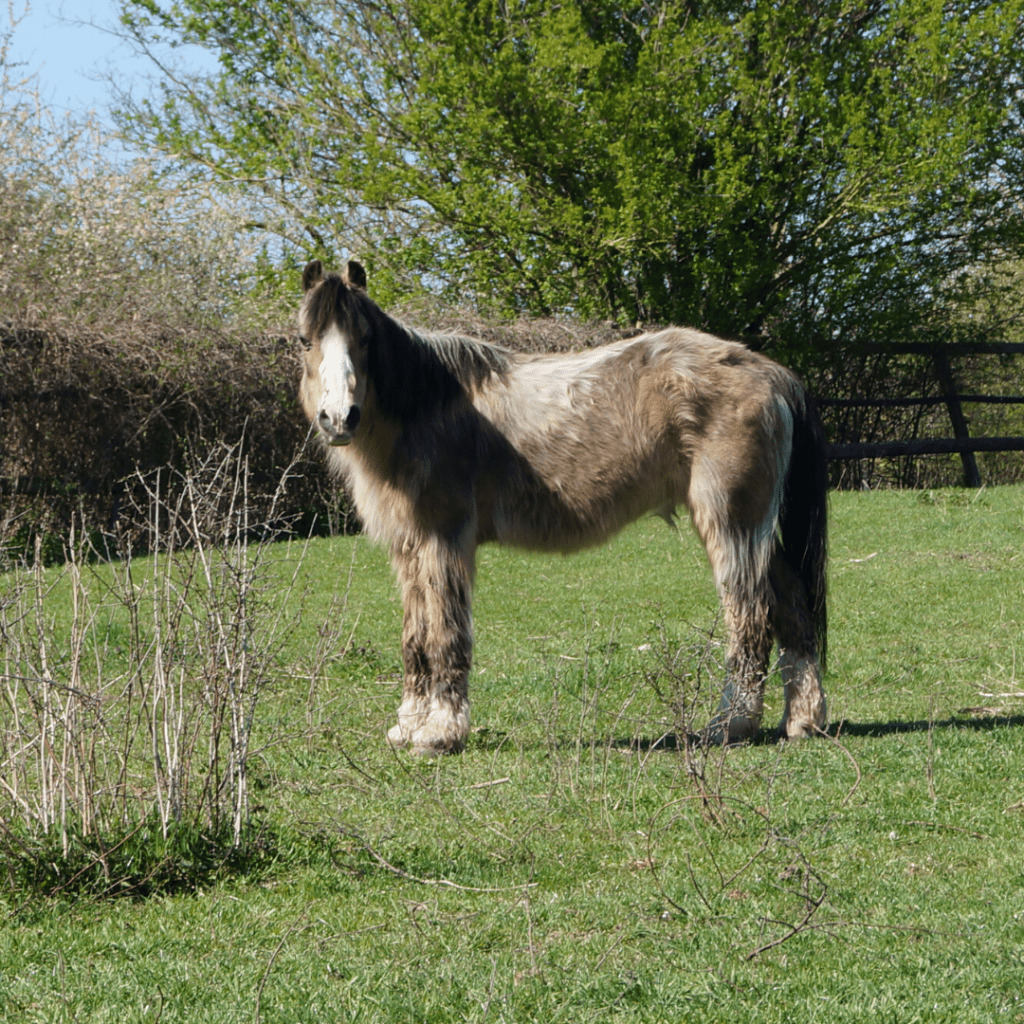 Cushing-pferd-fellwechsel-probleme