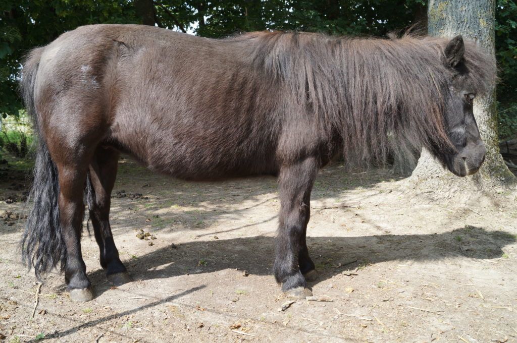 Cushing-pferd-symptome