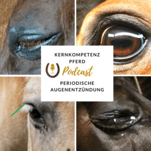 Pferd-Auge-PA
